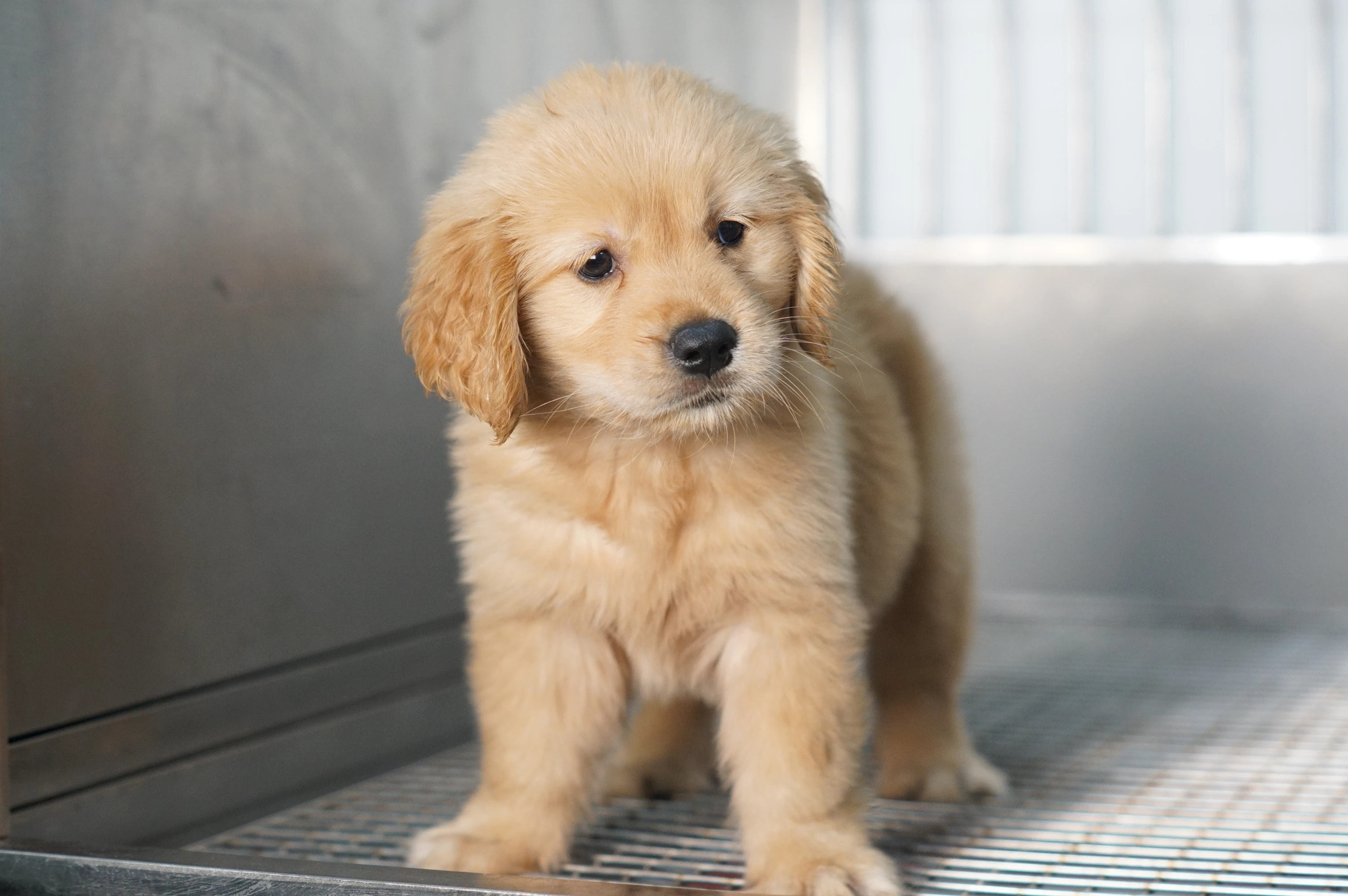 黃金獵犬