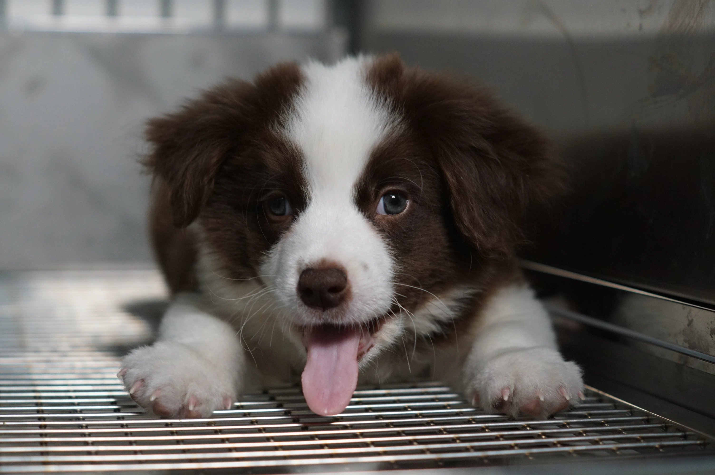 邊境牧羊犬