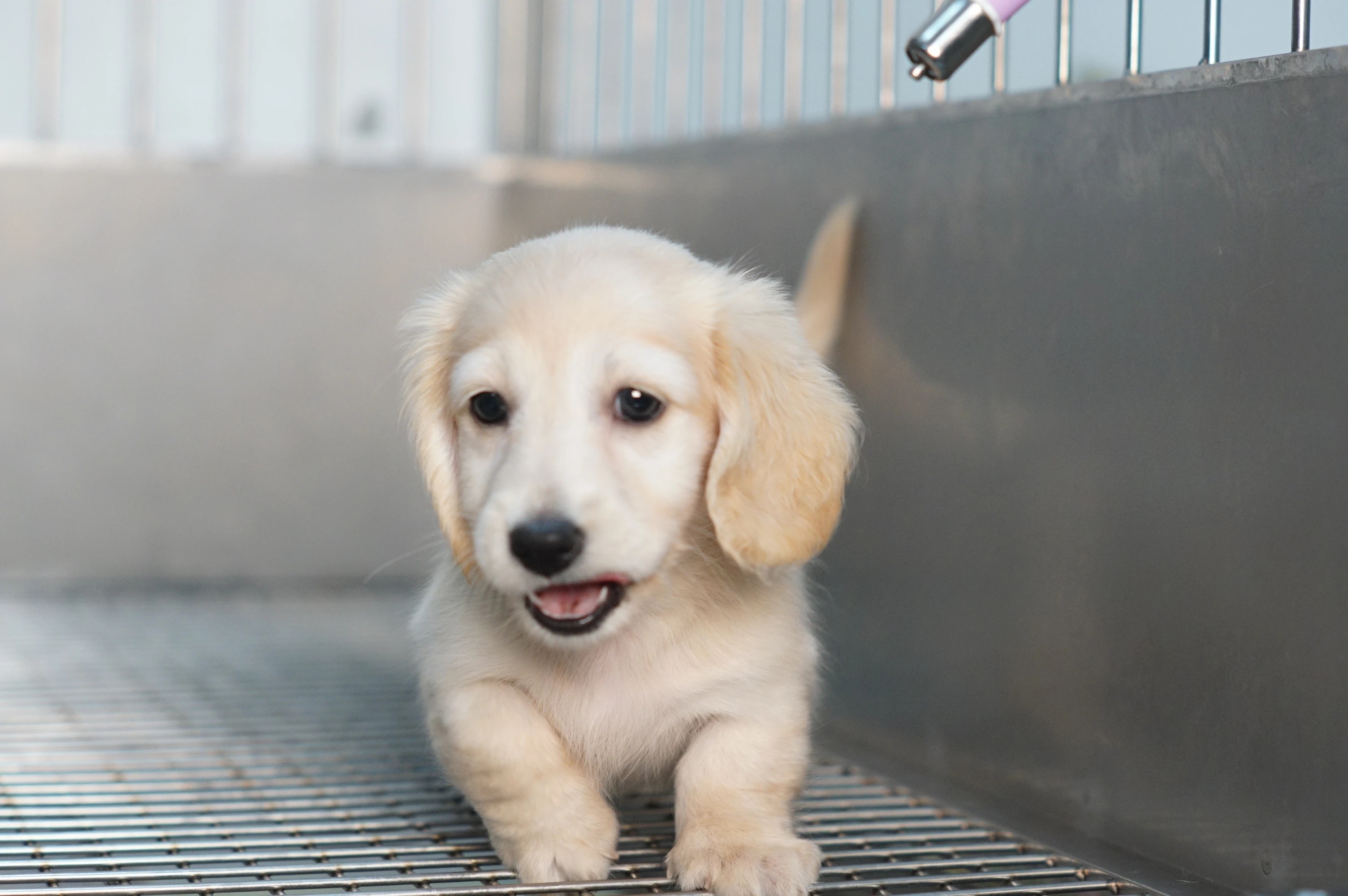 長毛臘腸犬