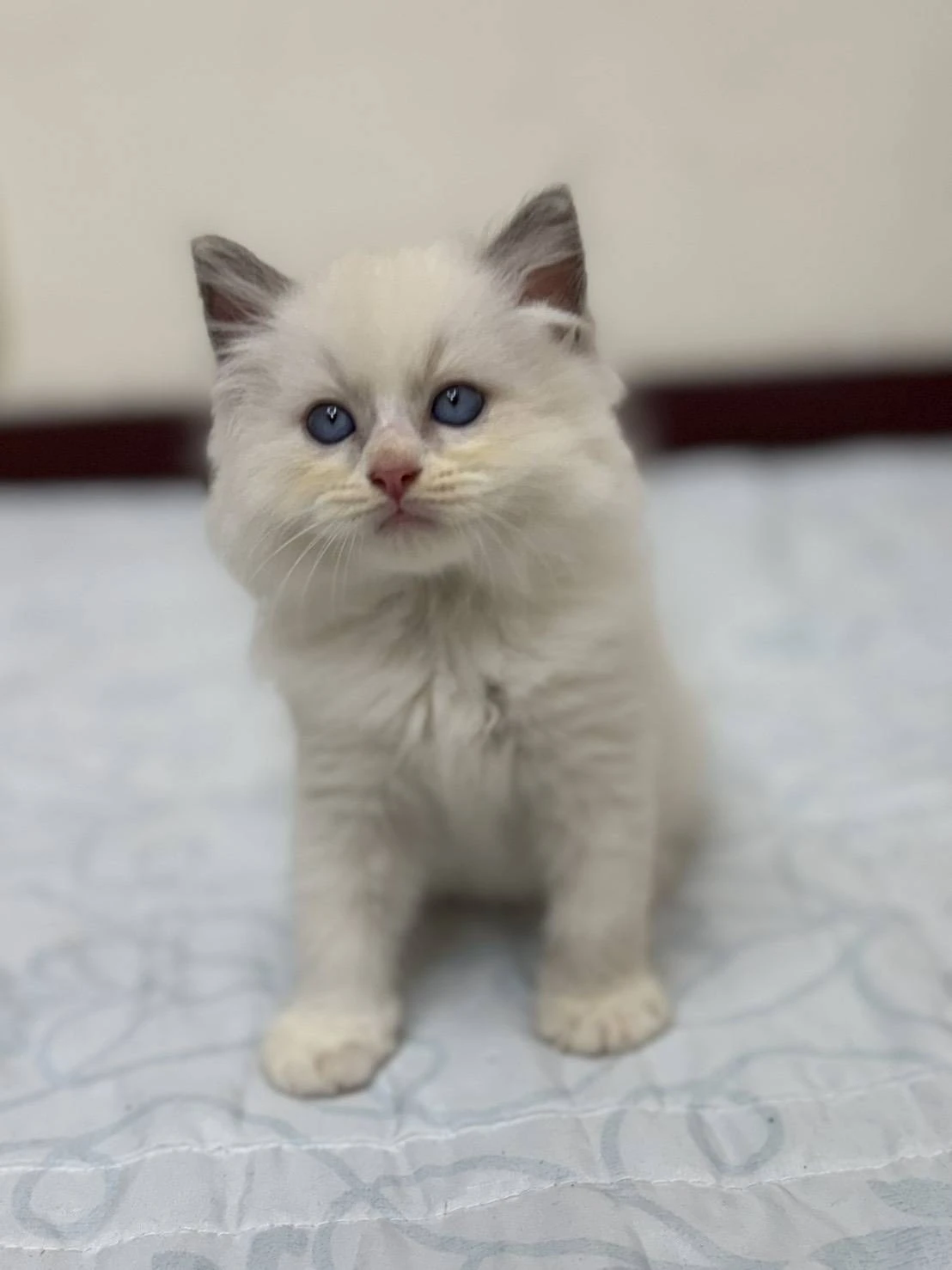 布偶