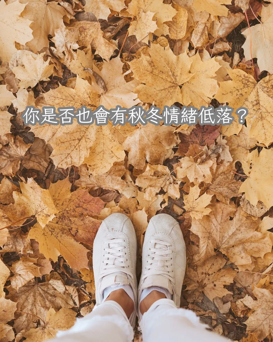 秋冬情緒低落？✨ 讓「紫謐靜」的香氣，為您的心靈點亮一盞暖燈！