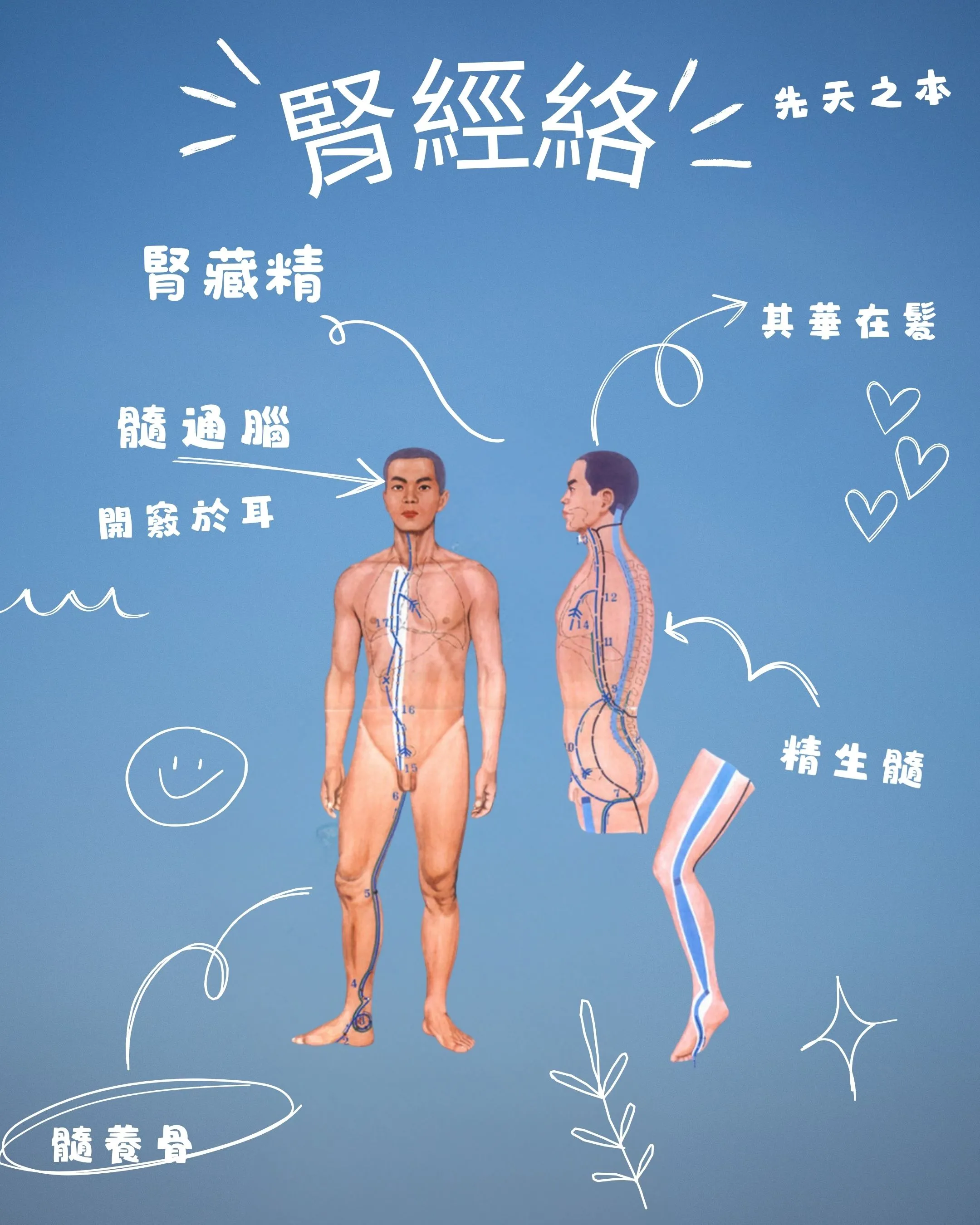 筋膜緊繃不是累，是你「內在缺水」了！腎經絡才是關鍵