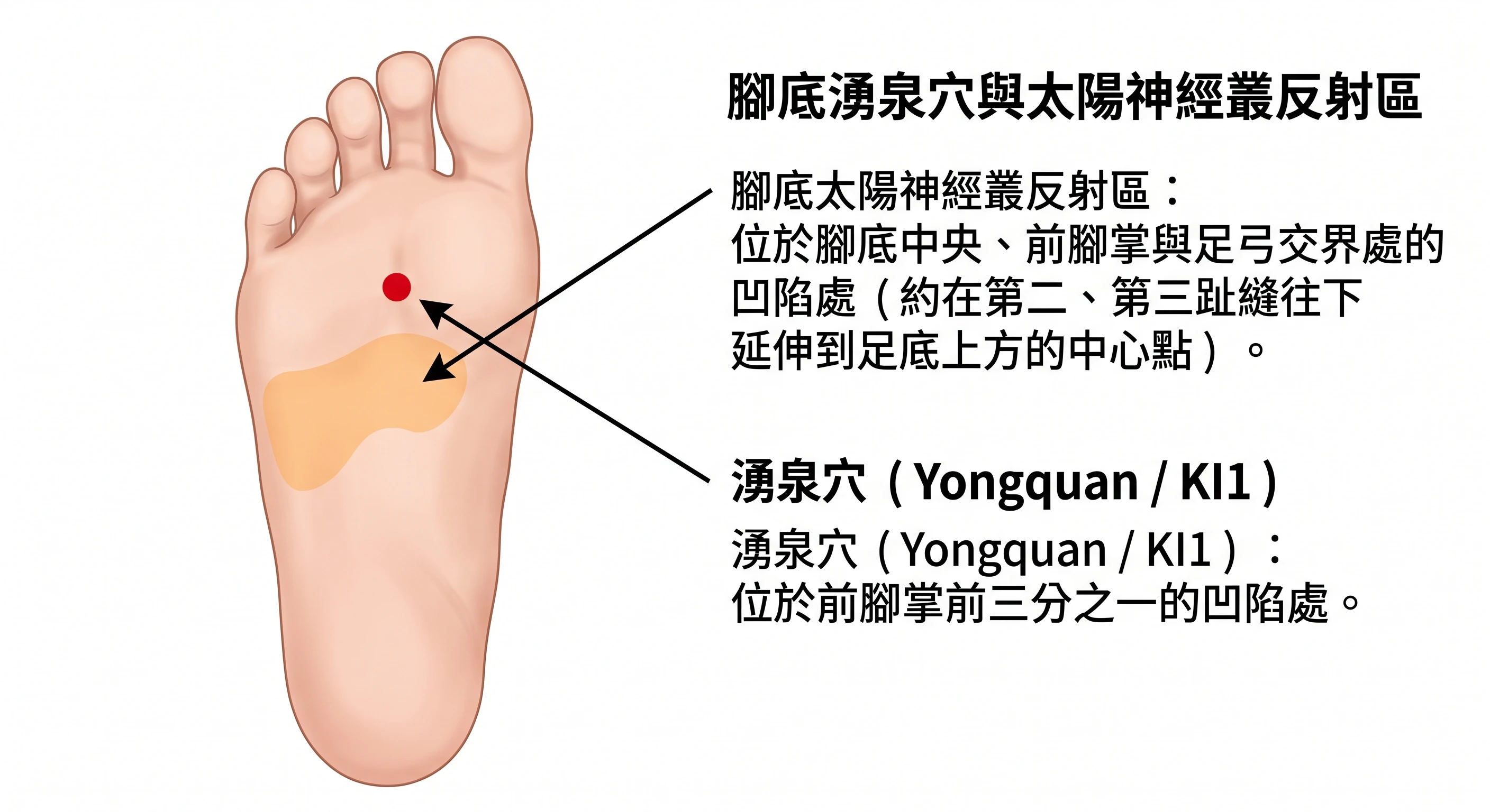 舉世聞名的「臭」精油，卻是熟齡夜未眠的神級救星？纈草精油功效與經絡應用全解析