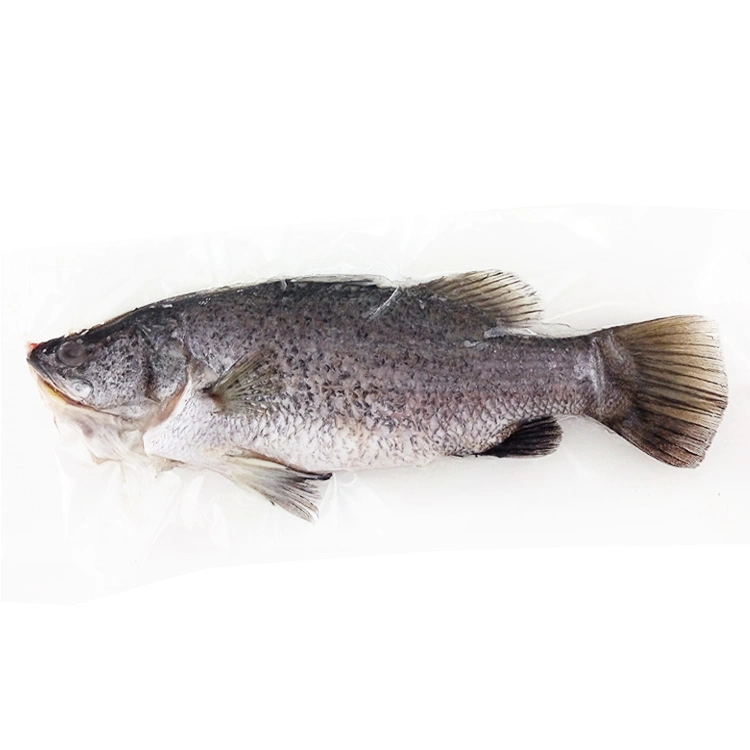 鱸魚整隻-(時價)