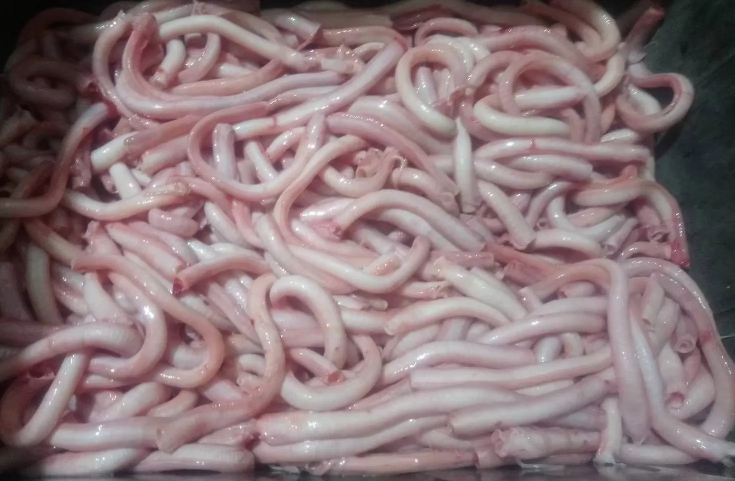 生鮮鴨氣管