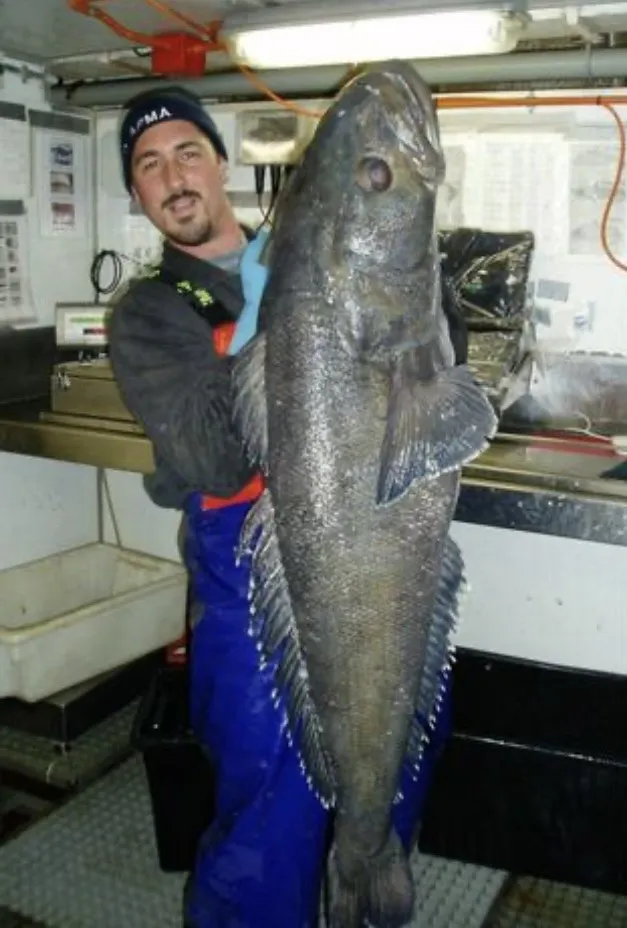 圓鱈(美露鱈/犬牙南極魚) Toothfish