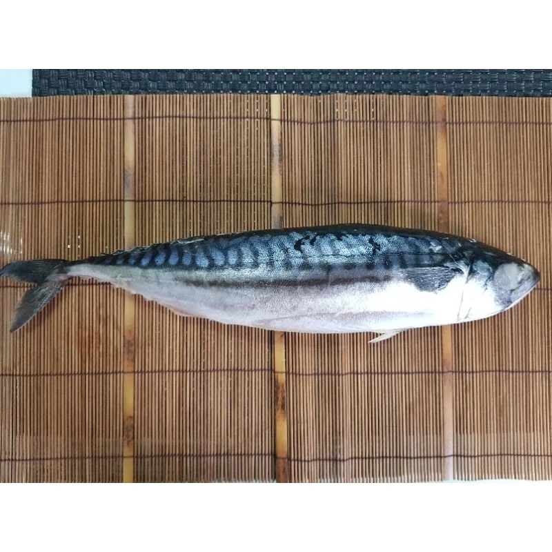 鯖魚原料挪威-規格洽詢