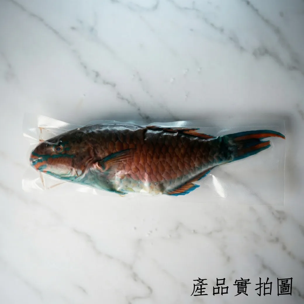 鸚哥魚 野生海魚 開封即可料理 適合家庭的大小