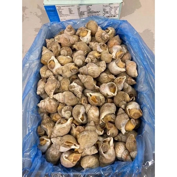 海王螺30/50(佳) 件/5KG