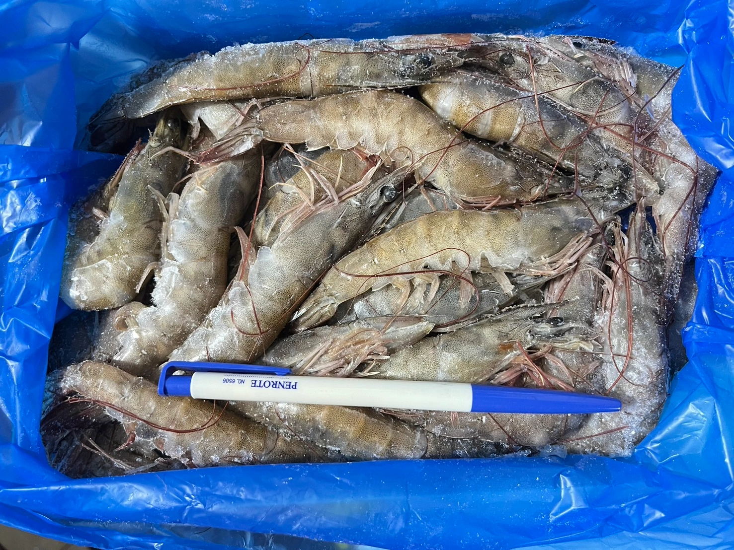 白蝦4號 獅蝦王件/14盒 A7