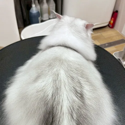 貓咪不只是寵物，而是我們最用心對待的家人。