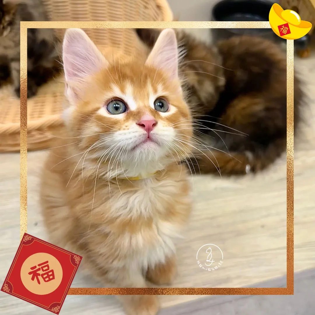 已有家-紅虎斑緬因弟弟