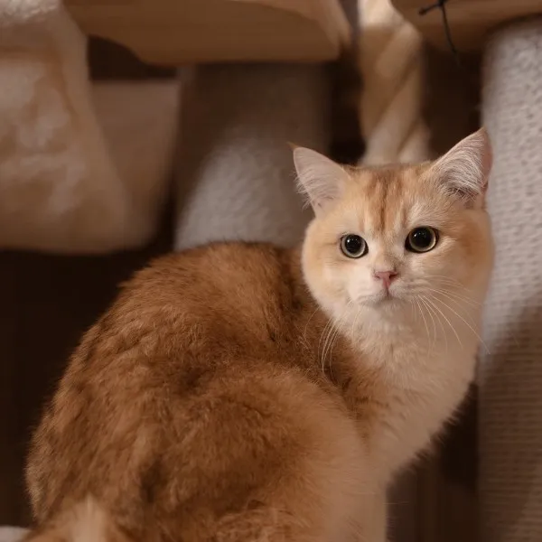 已有家-金漸層英短弟弟