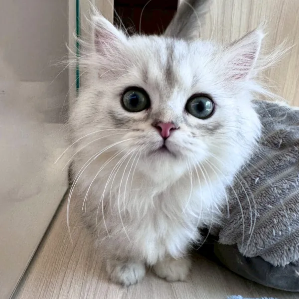 已有家-銀漸層小步舞曲弟弟