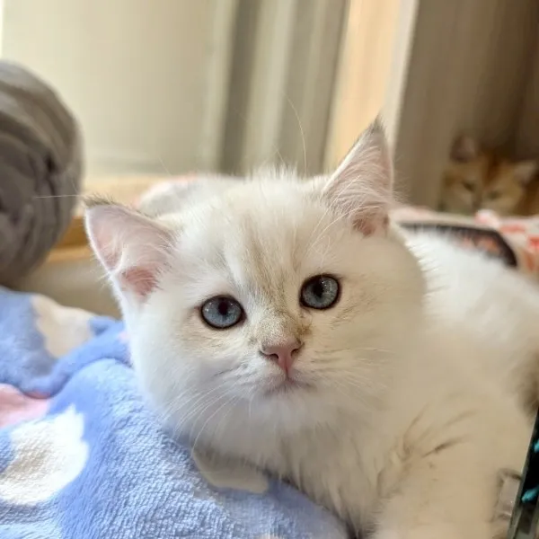 已有家-金點漸層英短弟弟