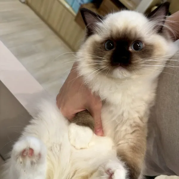 已有家-海豹重點手套布偶妹妹