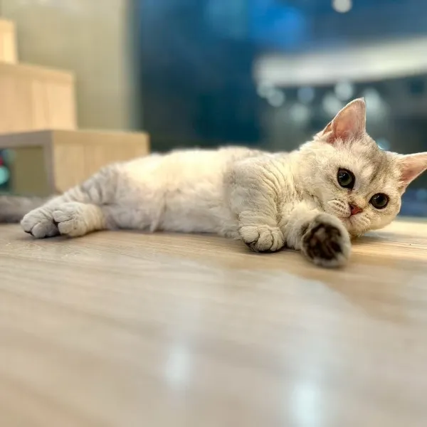 已有家-賽爾凱克曼赤肯妹妹