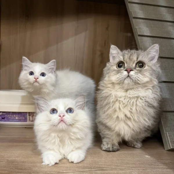 已有家-藍虎斑賽凱小步妹妹