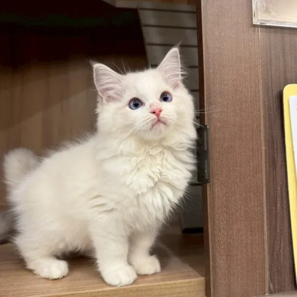 已有家-藍山雙布偶弟弟