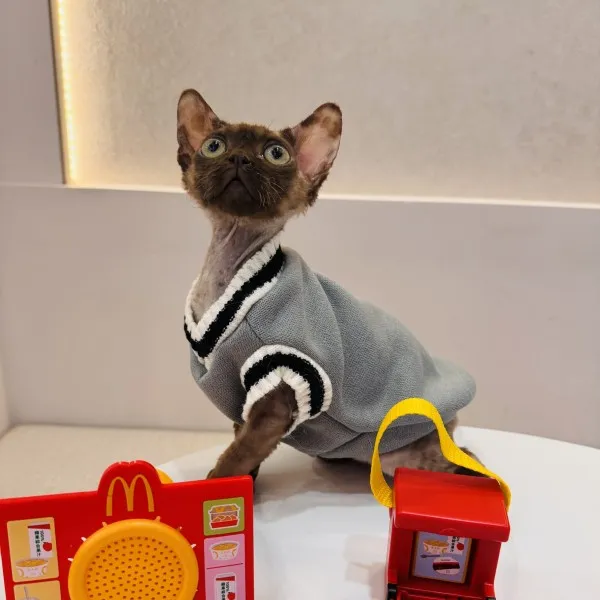 已有家-巧克力德文卷毛弟弟