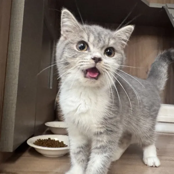 已有家-藍虎斑加白英短弟弟