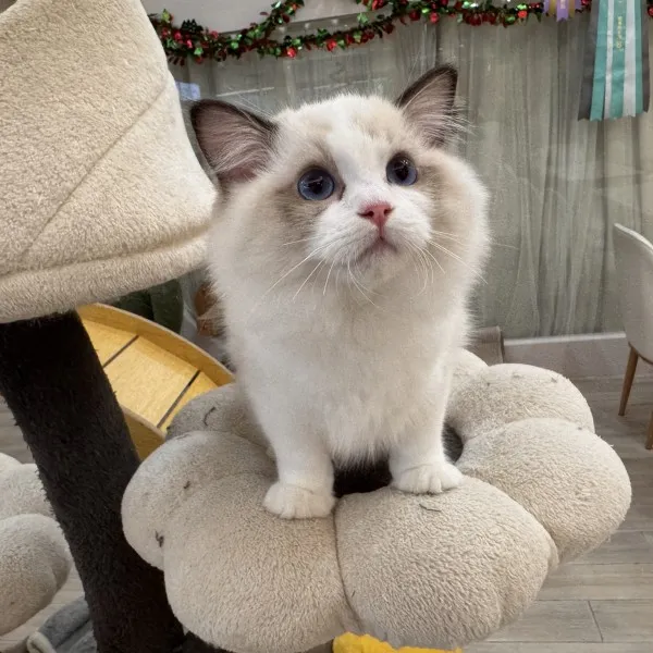 已有家-海豹雙色布偶弟弟