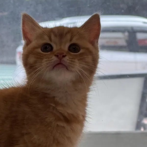 已有家-紅虎斑美短弟弟