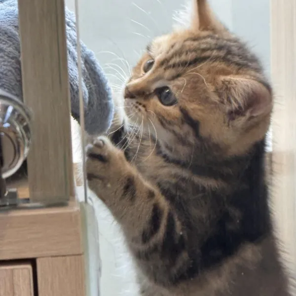 已有家-棕虎斑美短妹妹