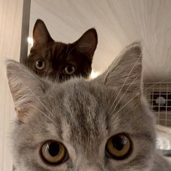 巧克力英短弟弟