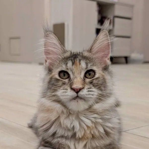 藍三花緬因妹妹