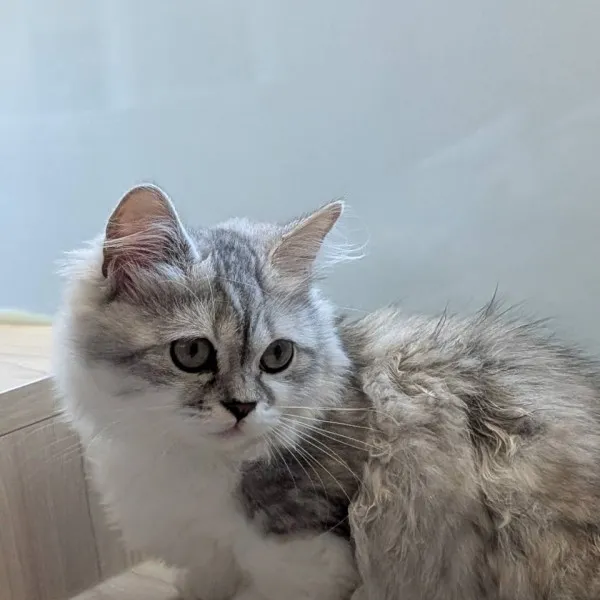 銀白色小步舞曲妹妹