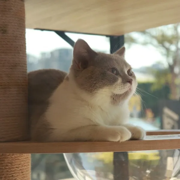 紫丁香加白英短弟弟