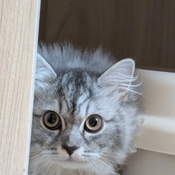 銀白曼赤肯妹妹