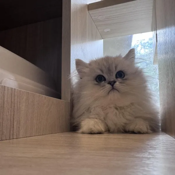 銀漸層賽凱直毛弟弟