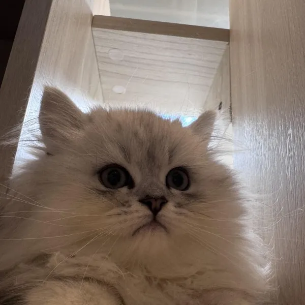 銀漸層賽凱直毛弟弟