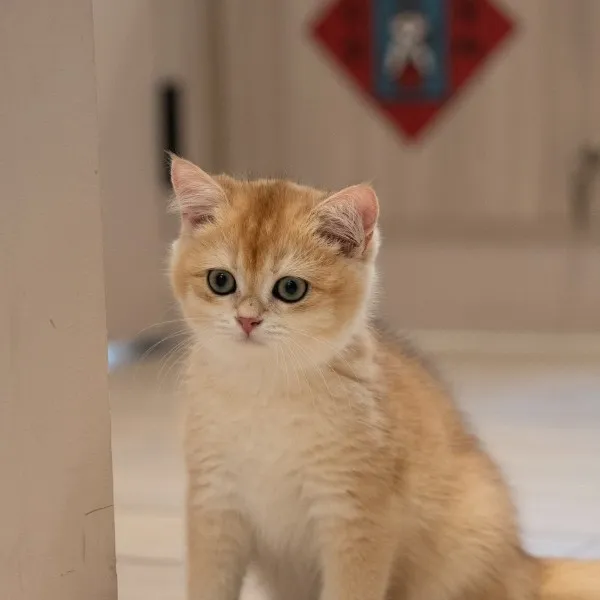 已有家-金漸層英短弟弟