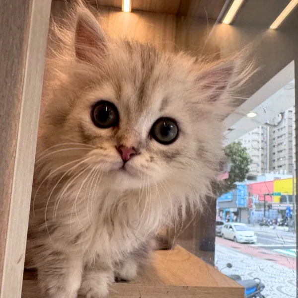 已有家-銀漸層小步舞曲弟弟