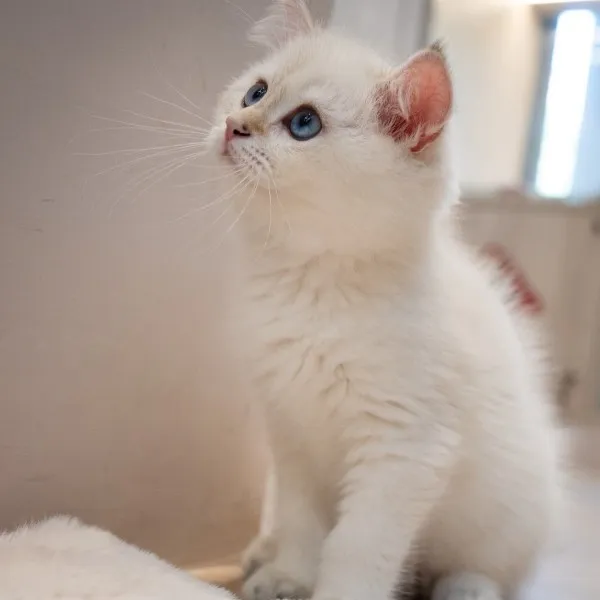 已有家-金點漸層英短弟弟