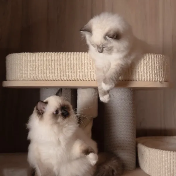 已有家-海豹重點手套布偶妹妹