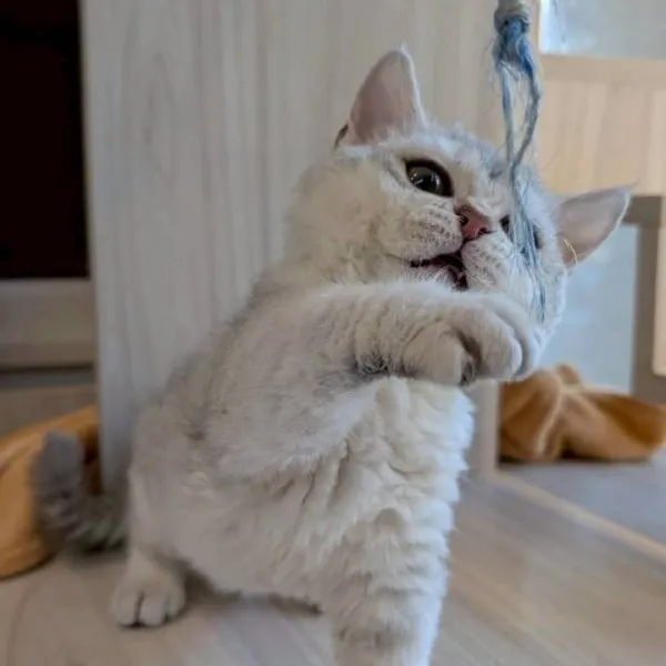 已有家-賽爾凱克曼赤肯妹妹