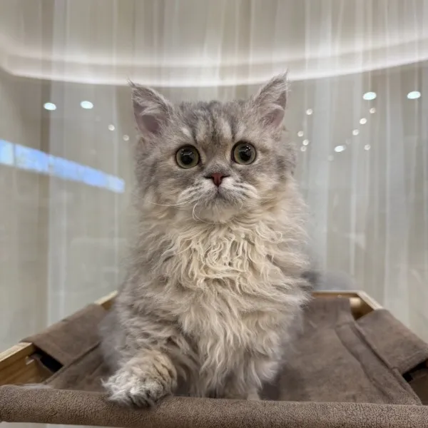 已有家-藍虎斑賽凱小步妹妹