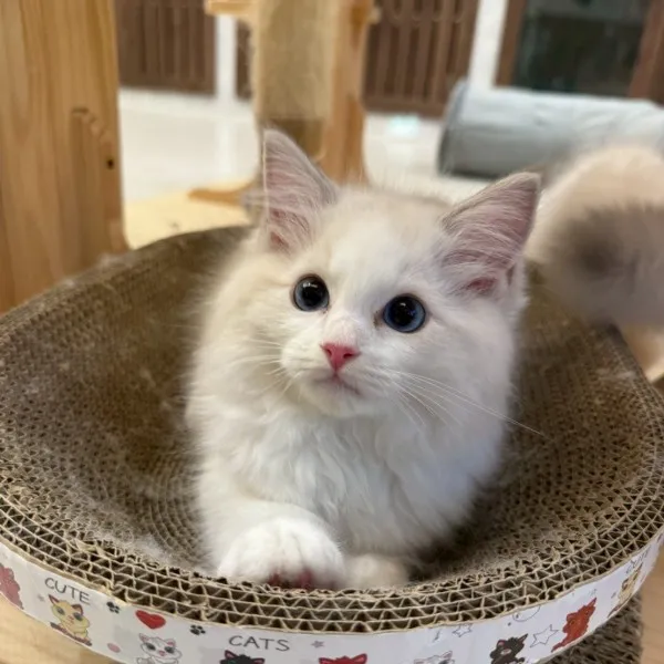 已有家-藍山雙布偶弟弟