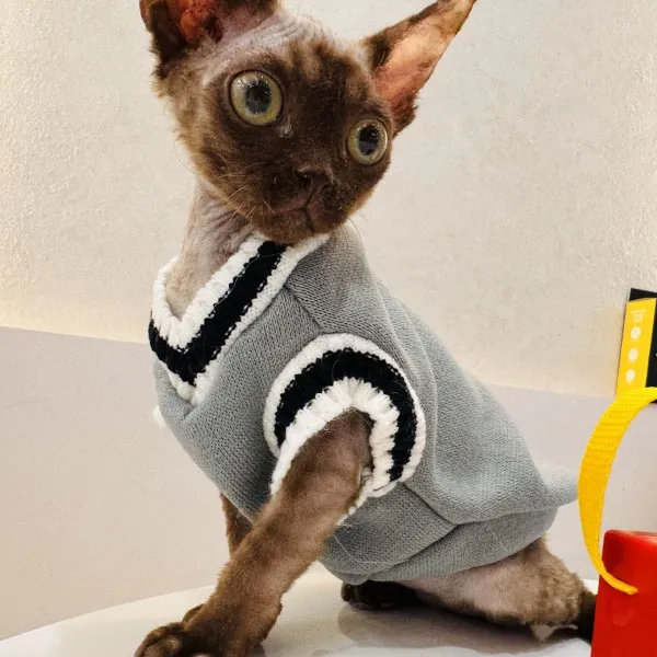 已有家-巧克力德文卷毛弟弟