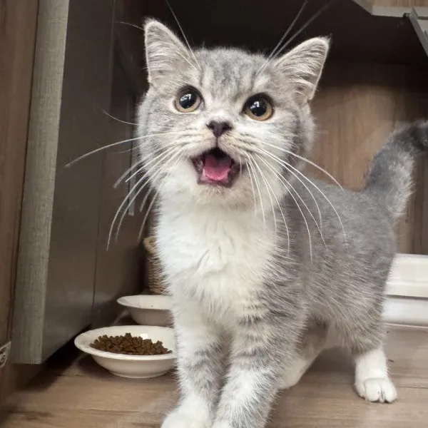 已有家-藍虎斑加白英短弟弟