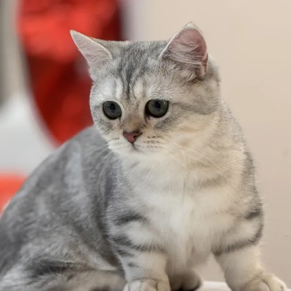 已有家-銀虎斑曼赤肯妹妹