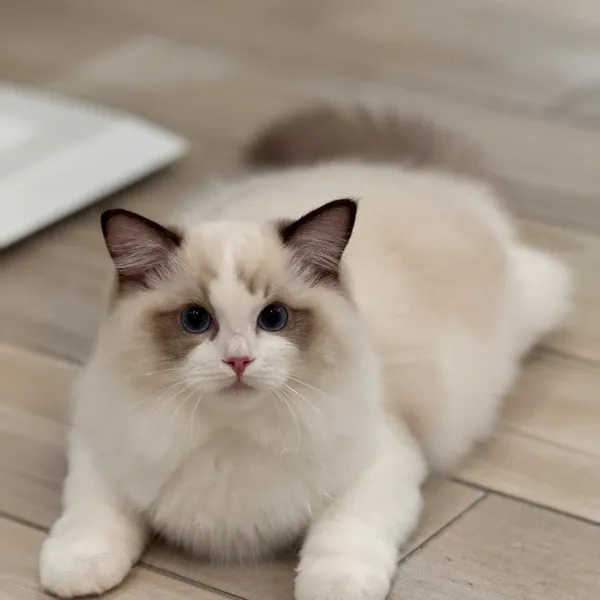 已有家-海豹雙色布偶弟弟