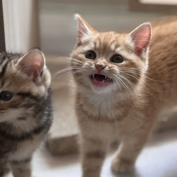 已有家-紅虎斑美短弟弟