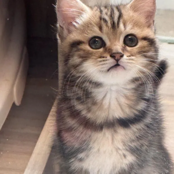 已有家-棕虎斑美短妹妹