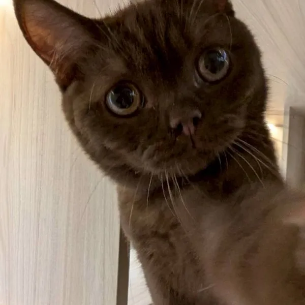 巧克力英短弟弟