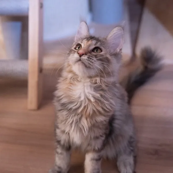 藍三花緬因妹妹